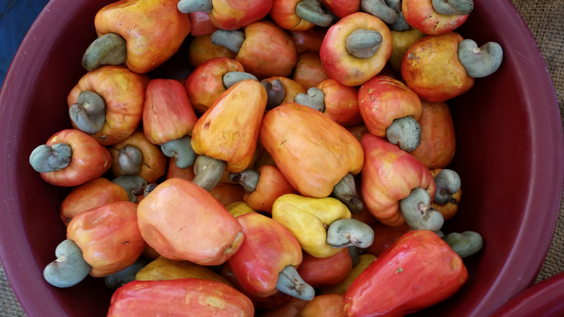 cashew nuts on our food tour of san jose costa rica 